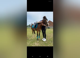 Welsh B, Mare, 7 years, 12,2 hh, Brown