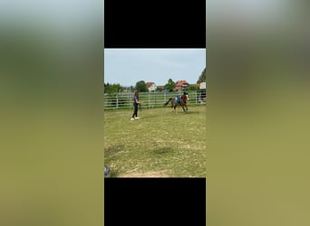 Welsh B, Mare, 7 years, 12,2 hh, Brown