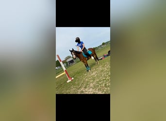 Welsh B, Mare, 7 years, 12,2 hh, Brown