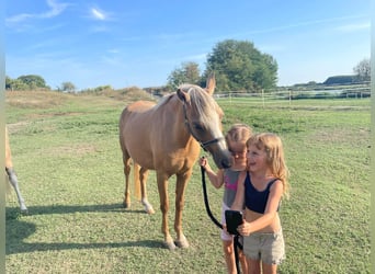 Welsh B, Mare, 7 years, 12,3 hh, Palomino