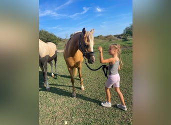 Welsh B, Mare, 7 years, 12,3 hh, Palomino