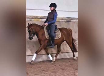 Welsh B, Mare, 7 years, 13.1 hh