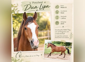 Welsh B, Mare, 7 years, 13.2 hh, Brown