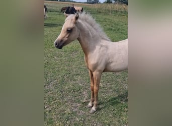 Welsh B, Mare, 7 years, 13 hh, Palomino