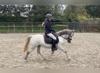 Welsh B, Mare, 8 years, 11,3 hh, Gray