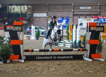 Welsh B, Mare, 8 years, 11,3 hh, Grey-Dapple