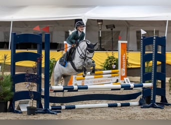 Welsh B, Mare, 8 years, 11,3 hh, Grey-Dapple