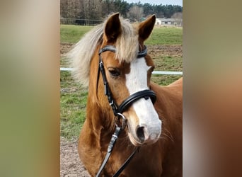 Welsh B, Mare, 8 years, 12.1 hh, Chestnut-Red