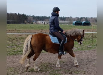 Welsh B, Mare, 8 years, 12.1 hh, Chestnut-Red