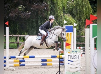 Welsh B, Mare, 8 years, 12.1 hh, Grey