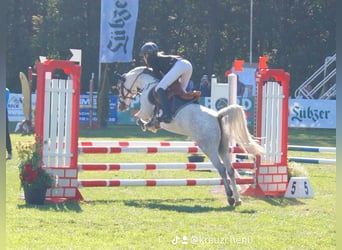 Welsh B, Mare, 8 years, 12.2 hh, Gray