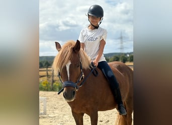 Welsh B Mix, Mare, 8 years, 12.3 hh, Chestnut