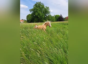 Welsh B, Mare, 8 years, 12,2 hh, Palomino