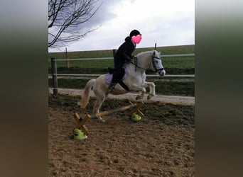 Welsh B Mix, Mare, 8 years, 13.1 hh