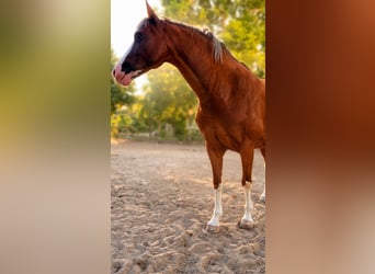 Welsh B, Mare, 8 years, 13 hh, Chestnut-Red