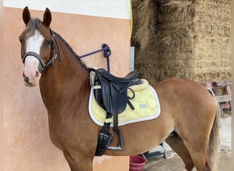 Welsh B, Mare, 8 years, 13 hh, Chestnut-Red