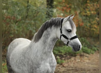 Welsh B, Mare, 8 years, 13 hh, Grey