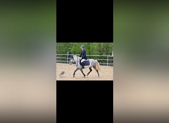 Welsh B Mix, Mare, 8 years, 13,1 hh, Grey