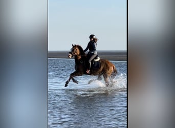 Welsh B, Mare, 8 years, 14.1 hh, Chestnut-Red
