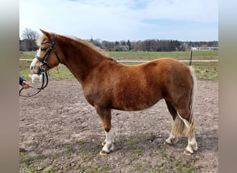 Welsh B, Mare, 9 years, 12.1 hh, Chestnut-Red