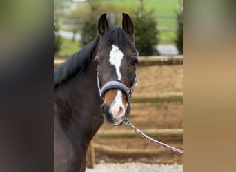 Welsh B, Mare, 9 years, 12.2 hh, Bay-Dark