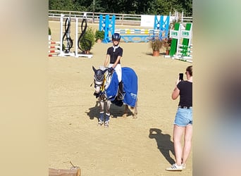 Welsh B, Mare, 9 years, 12.2 hh, Gray