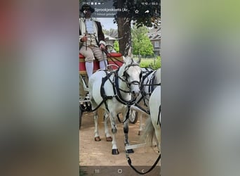 Welsh B, Mare, 9 years, 12 hh, Gray