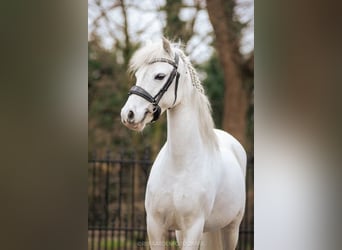 Welsh B, Mare, 9 years, 12 hh, Gray