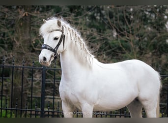 Welsh B, Mare, 9 years, 12 hh, Gray