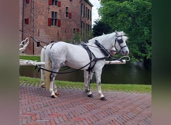 Welsh B, Mare, 9 years, 12 hh, Gray