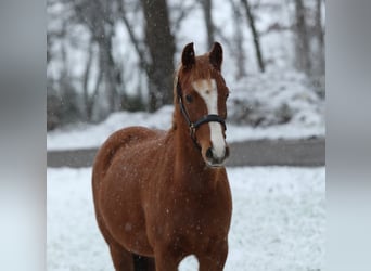 Welsh B, Mare, 9 years, 13,1 hh