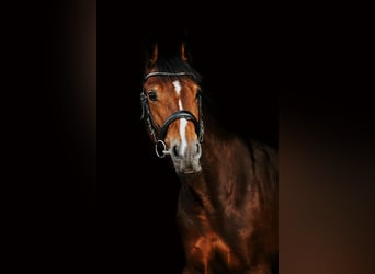 Welsh B Mix, Mare, 9 years, 14 hh, Bay