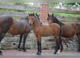 Welsh B, Mare, Foal (05/2024), 12,1 hh, Brown