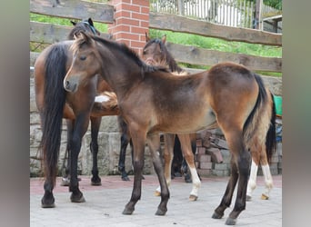 Welsh B, Mare, Foal (04/2024), 12,1 hh, Brown