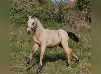 Welsh B, Mare, Foal (05/2023), 12.3 hh, Dun
