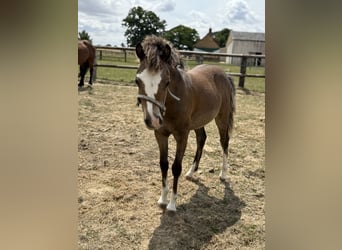 Welsh B, Mare, Foal (01/2025), 12,2 hh, Brown