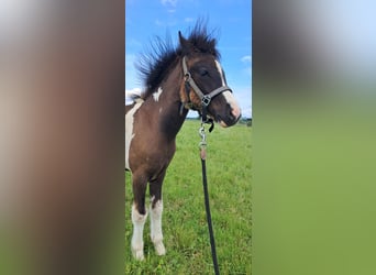 Welsh B Mix, Mare, , 12,2 hh, Pinto