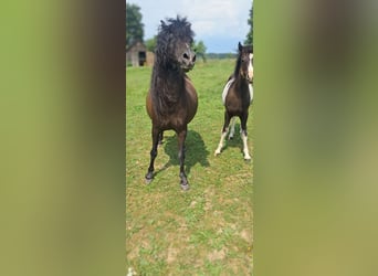 Welsh B Mix, Mare, , 12,2 hh, Pinto
