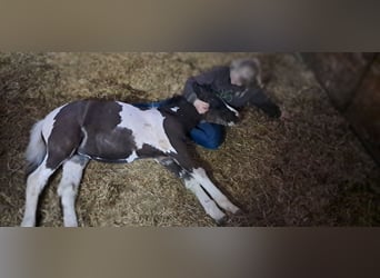Welsh B Mix, Mare, , 12,2 hh, Pinto