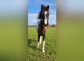 Welsh B Mix, Mare, , 12,2 hh, Pinto