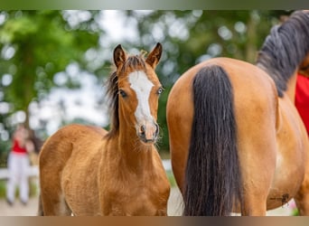 Welsh B, Mare, Foal (04/2025), 12,3 hh, Brown
