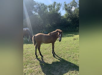 Welsh B Mix, Mare, Foal (04/2026), 13.2 hh, Buckskin
