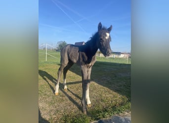 Welsh B, Mare, Foal (04/2026), 13 hh, Black