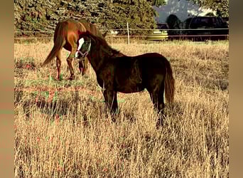 Welsh B, Mare, Foal (05/2025), 13 hh, Black