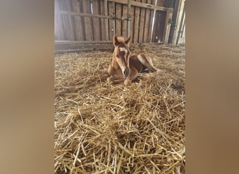 Welsh B, Mare, , 13 hh, Chestnut-Red