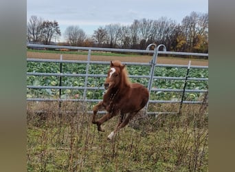 Welsh B, Mare, Foal (07/2025), 13 hh, Chestnut-Red