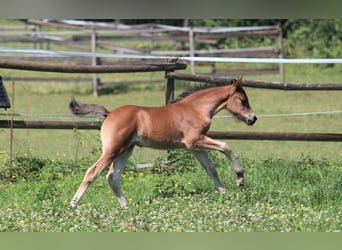 Welsh B, Mare, Foal (05/2025), Brown