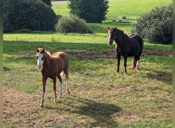 Welsh B, Mare, Foal (05/2023), Chestnut-Red