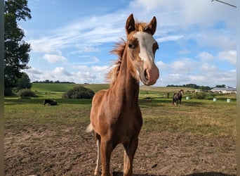 Welsh B, Mare, Foal (05/2023), Chestnut-Red