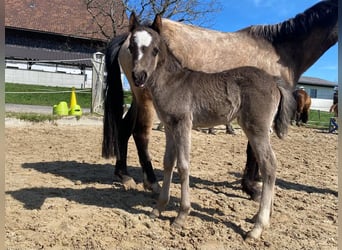 Welsh B, Mare, Foal (01/2023)
